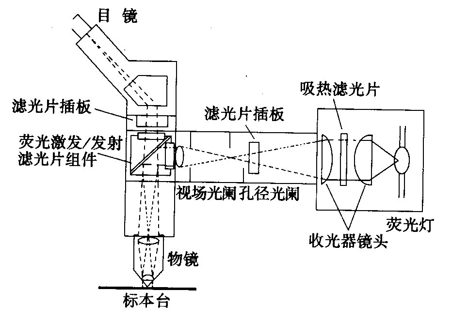 熒光顯微鏡原理圖，激發(fā)濾板和壓制濾色系統(tǒng)